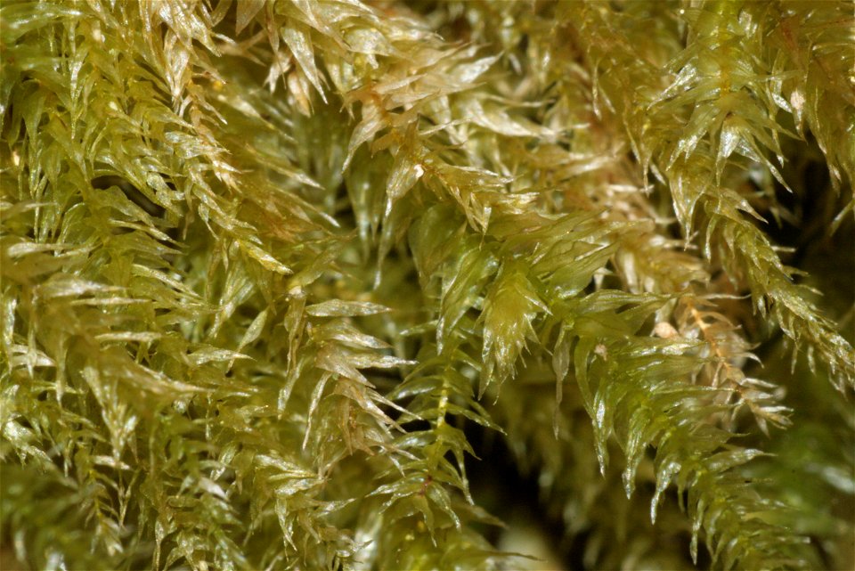 Eurhynchium striatum