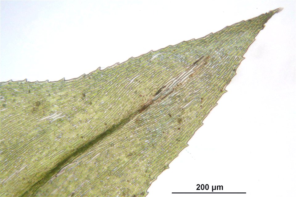 Eurhynchium striatum