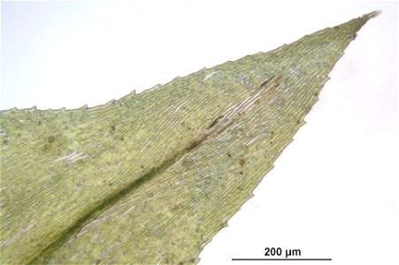 Eurhynchium striatum