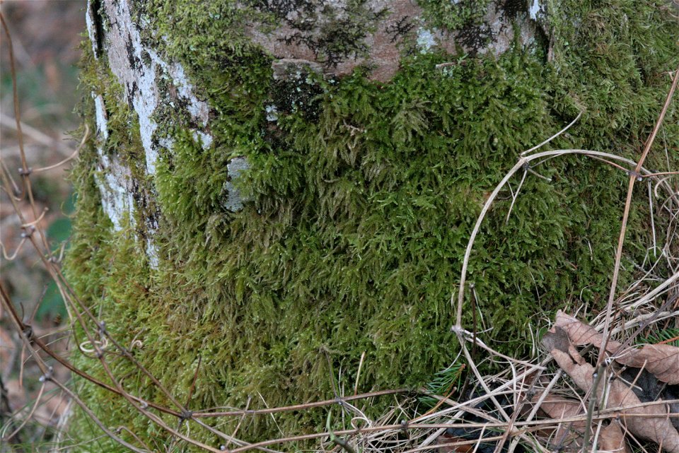 Eurhynchium striatum