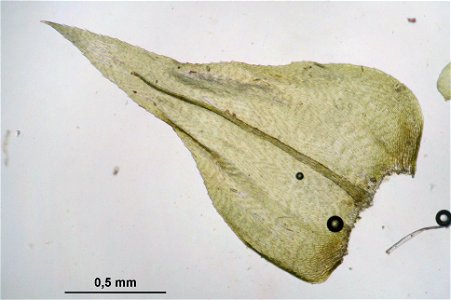 Eurhynchium striatum