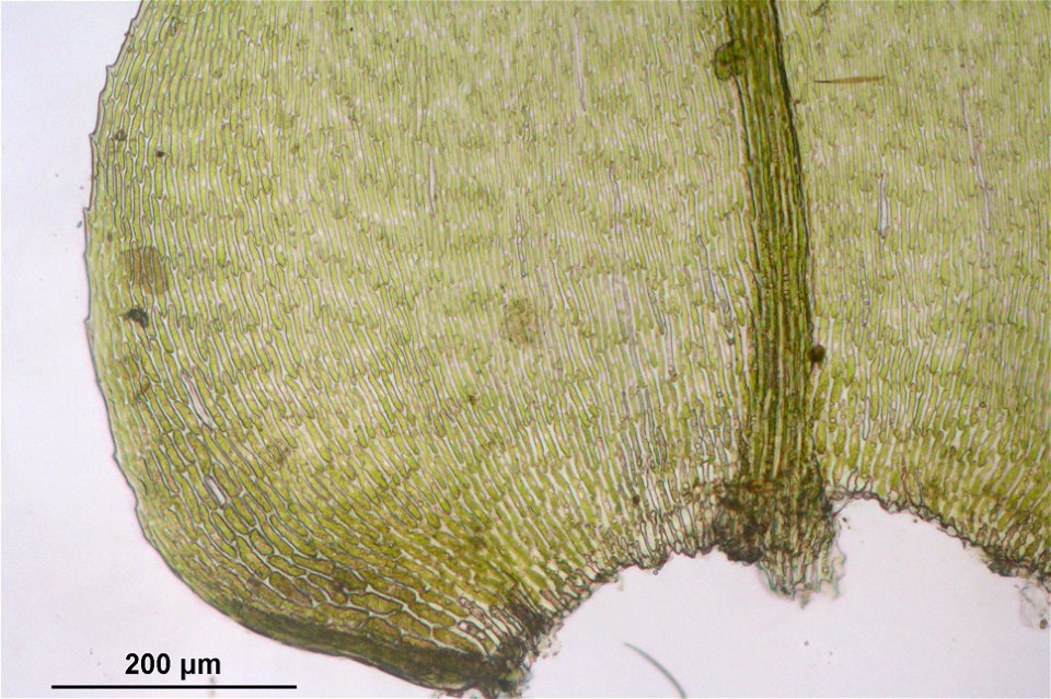 Eurhynchium striatum