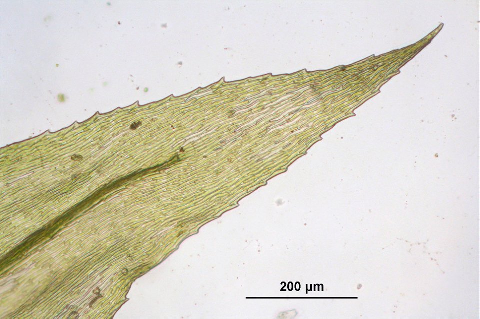Eurhynchium striatum