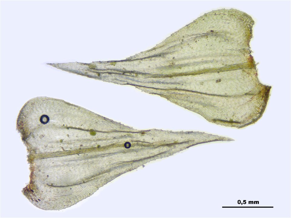 Eurhynchium striatum