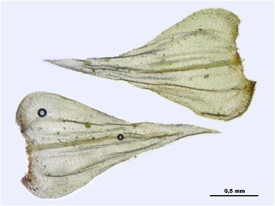 Eurhynchium striatum