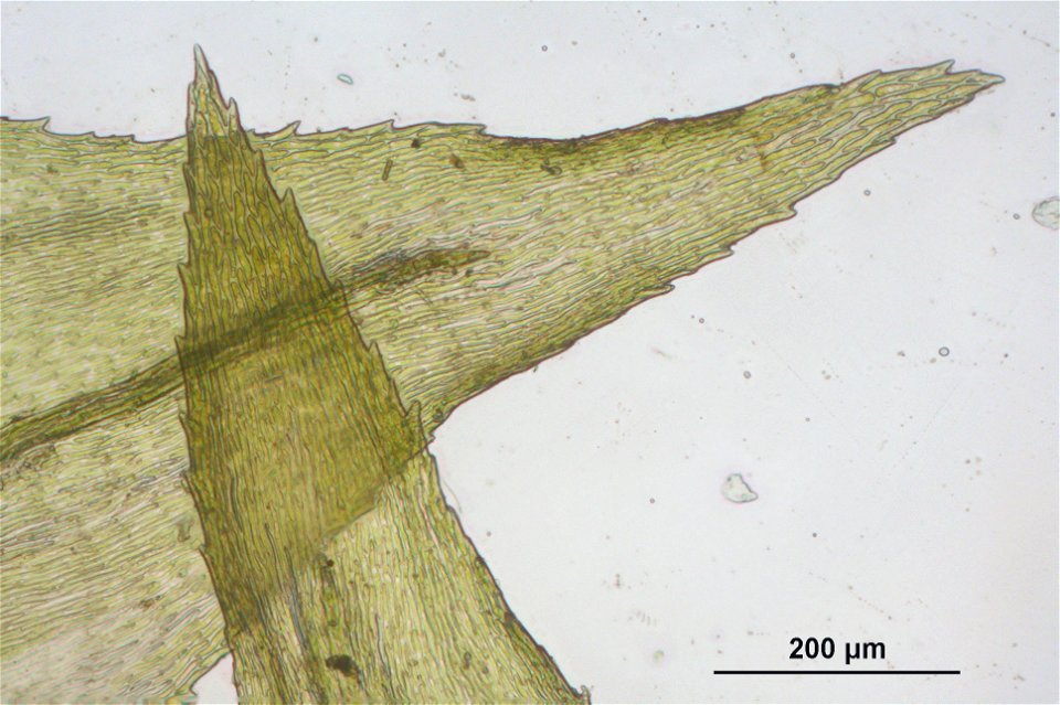 Eurhynchium striatum