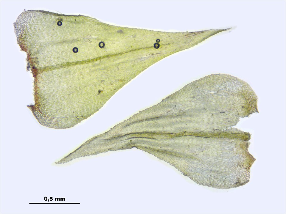 Eurhynchium striatum