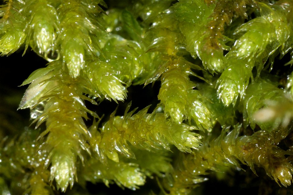 Eurhynchium striatum