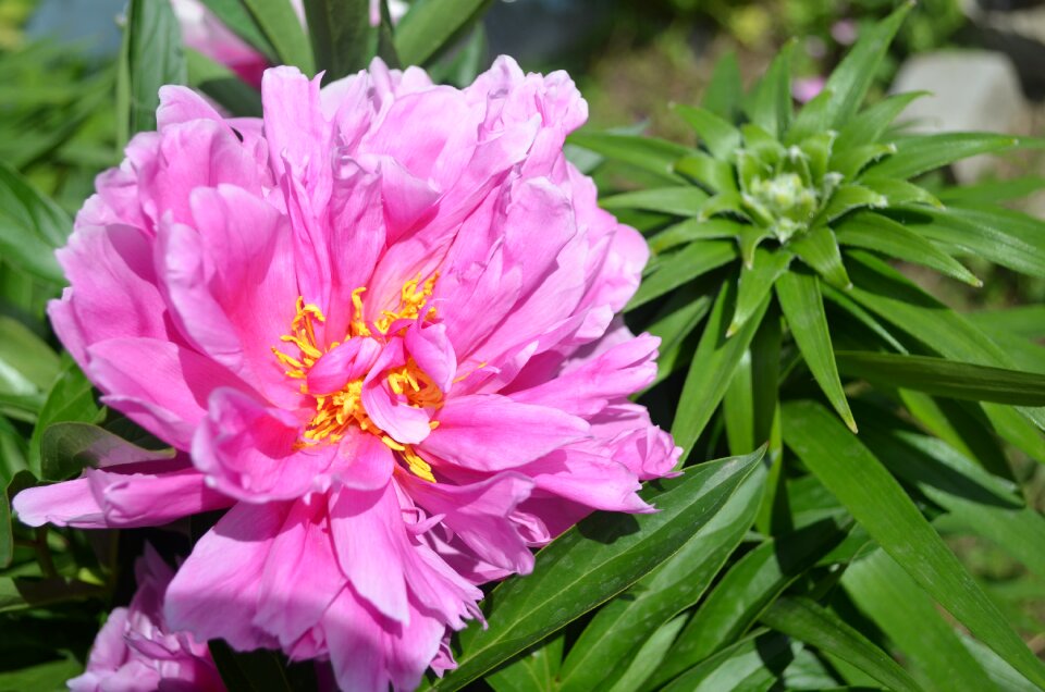 Bloom lush flora