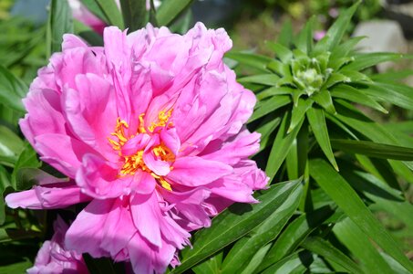 Bloom lush flora