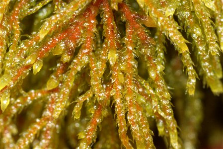 Hylocomiastrum umbratum