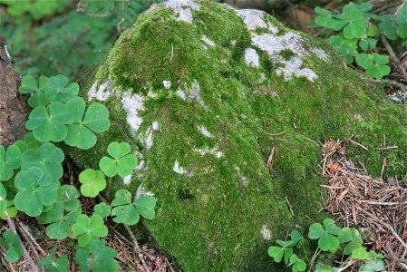 Homomallium incurvatum