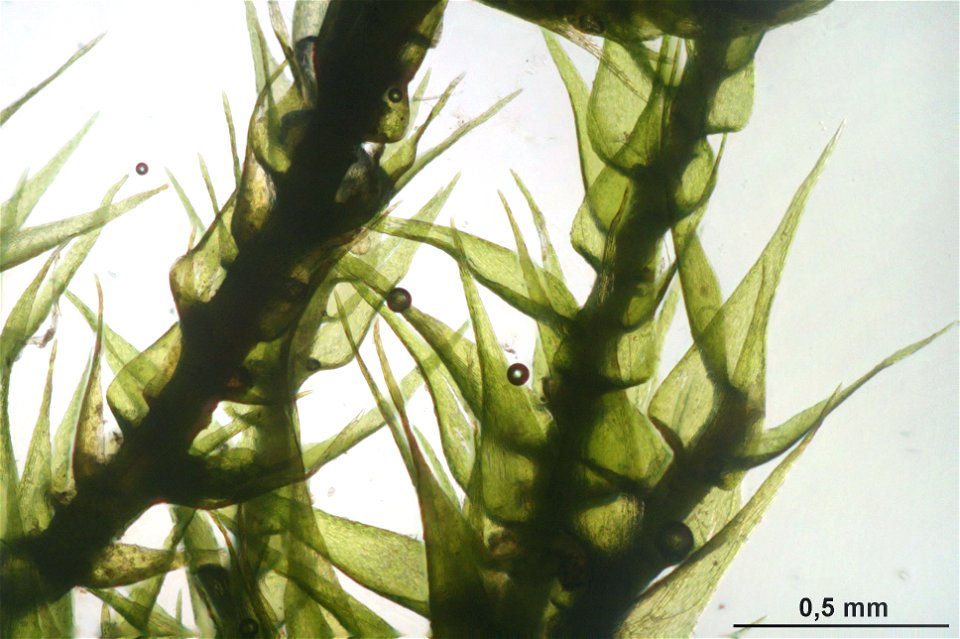 Homomallium incurvatum