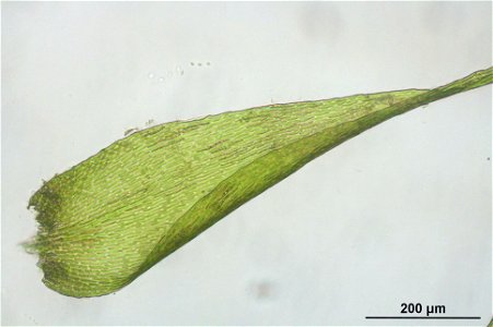 Homomallium incurvatum