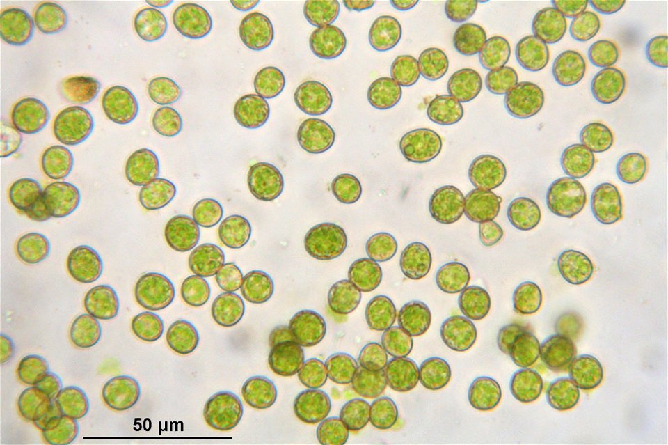 Homomallium incurvatum
