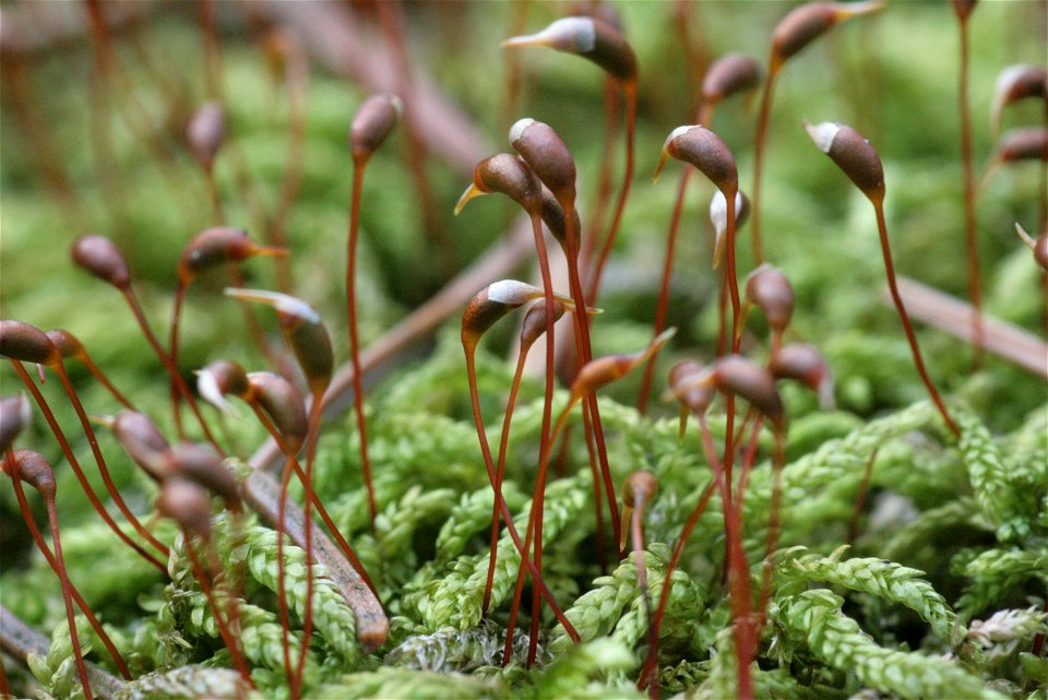 Rhynchostegium murale