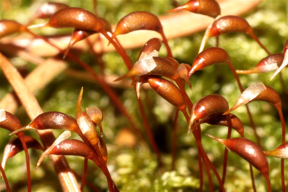 Rhynchostegium murale