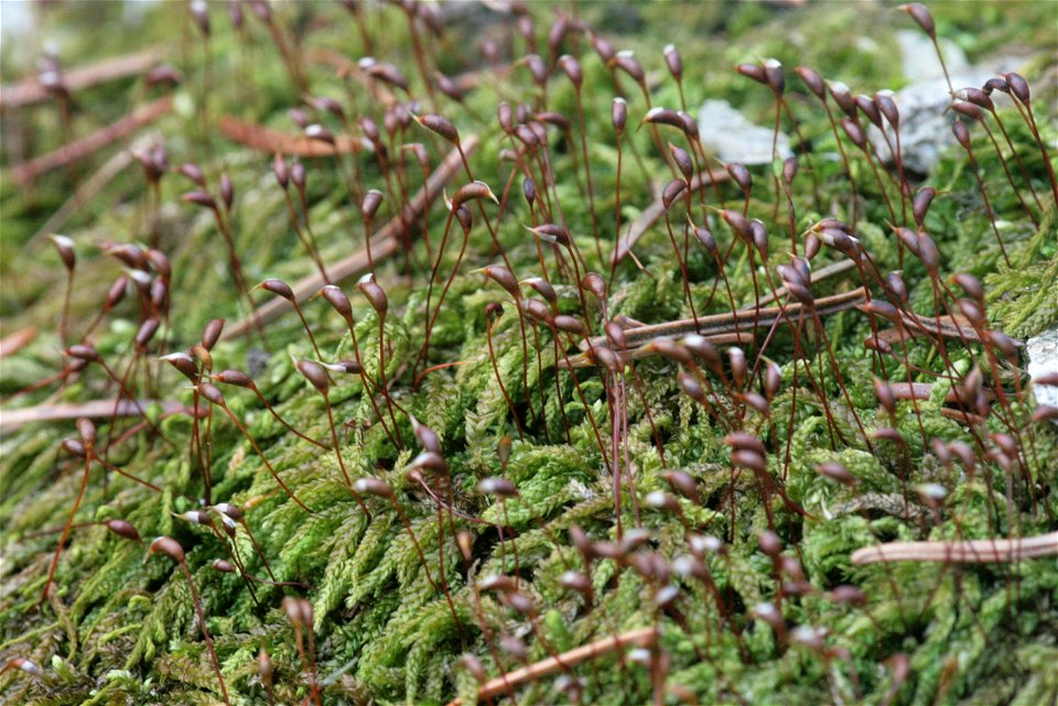 Rhynchostegium murale
