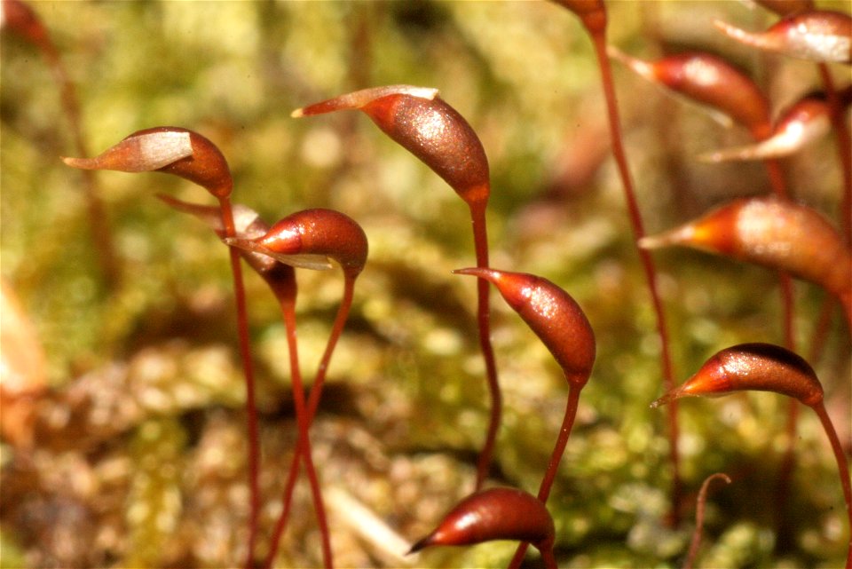 Rhynchostegium murale