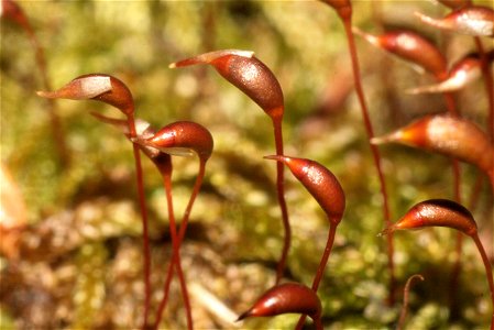 Rhynchostegium murale