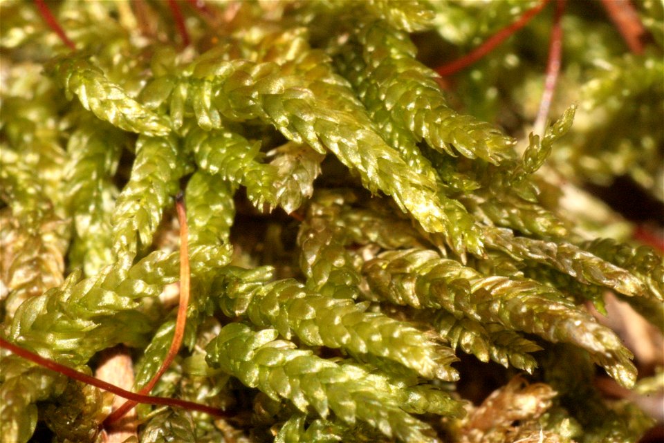 Rhynchostegium murale