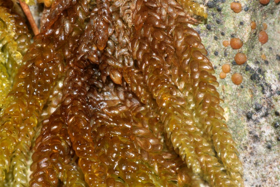 Rhynchostegium murale