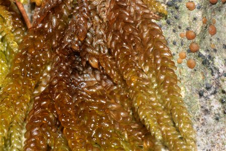 Rhynchostegium murale