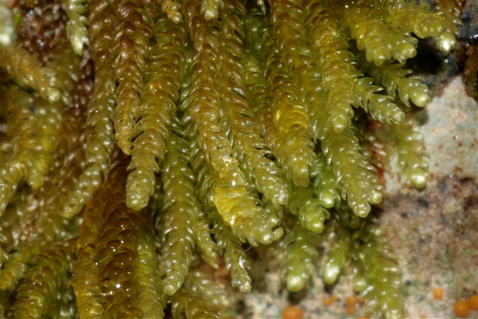 Rhynchostegium murale