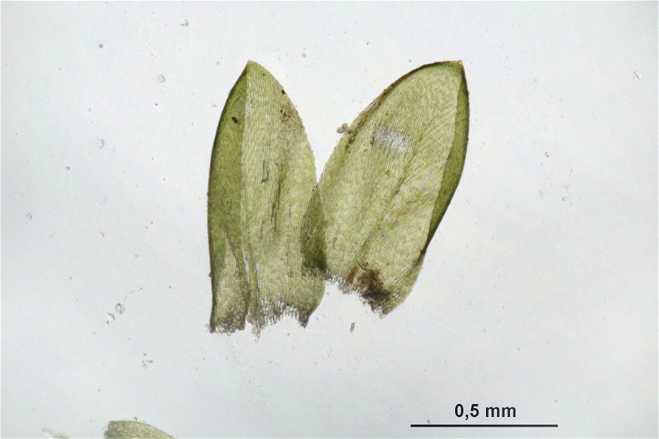 Rhynchostegium murale