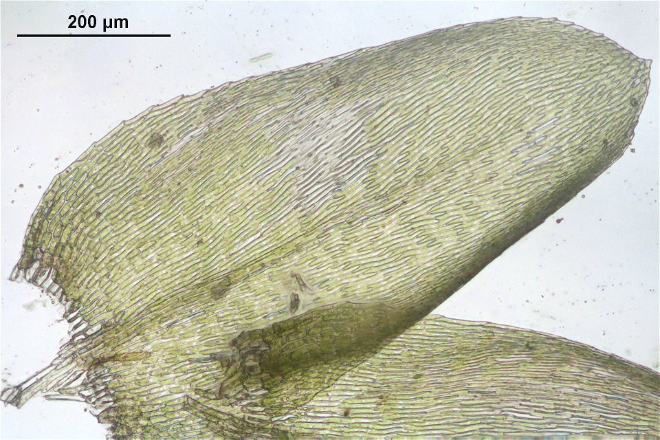 Rhynchostegium murale