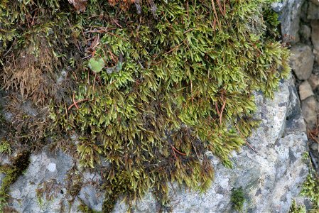 Rhynchostegium murale