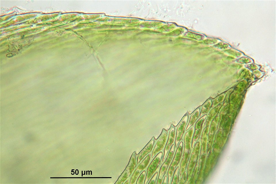 Rhynchostegium murale
