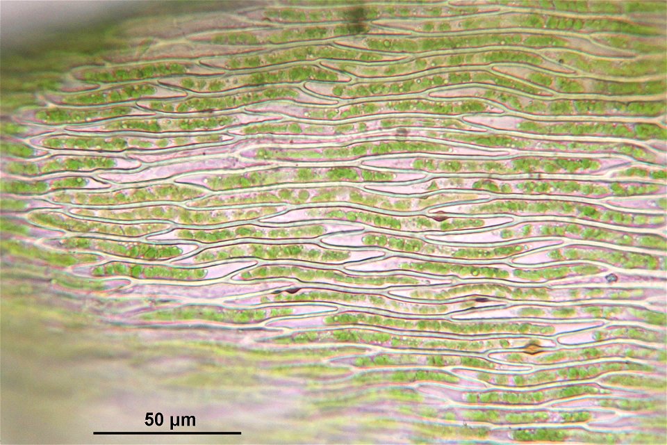 Rhynchostegium murale