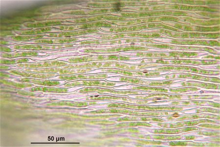 Rhynchostegium murale