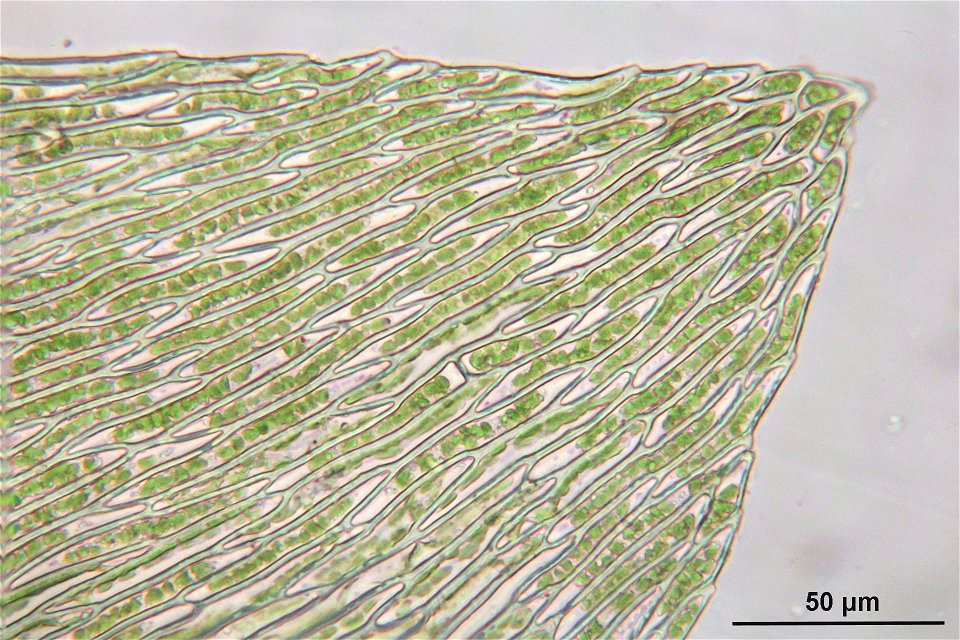 Rhynchostegium murale