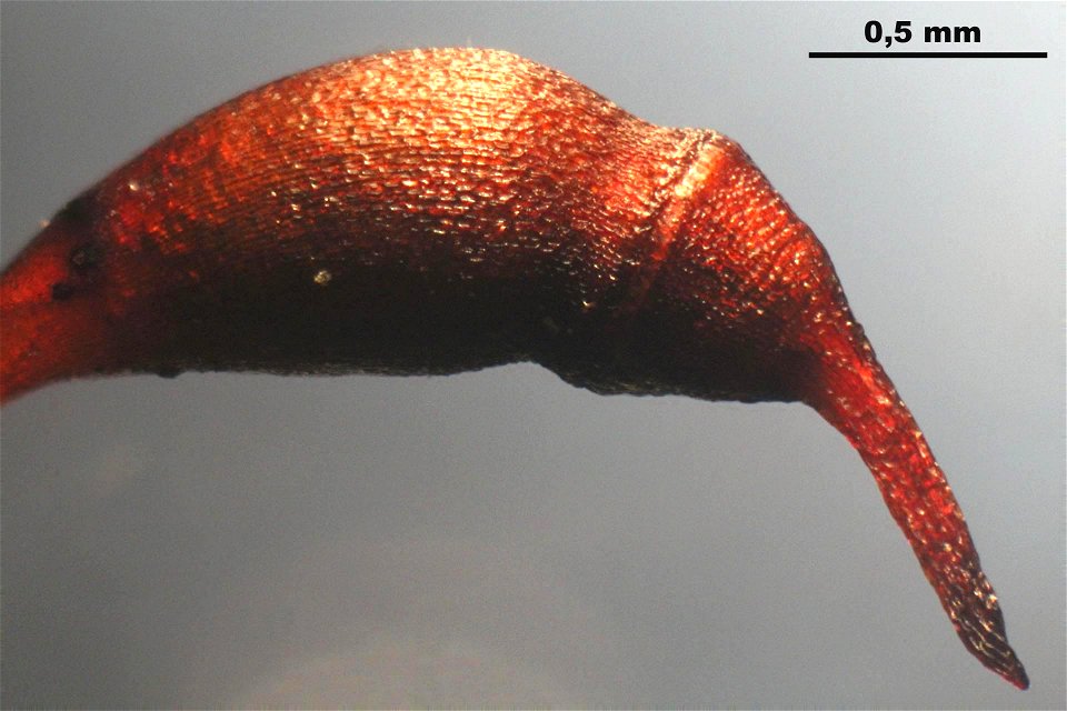 Rhynchostegium murale