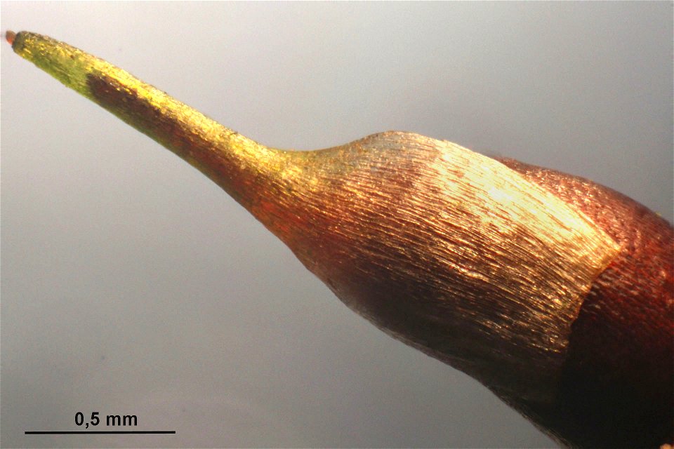 Rhynchostegium murale