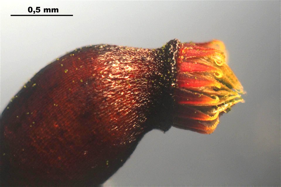 Rhynchostegium murale