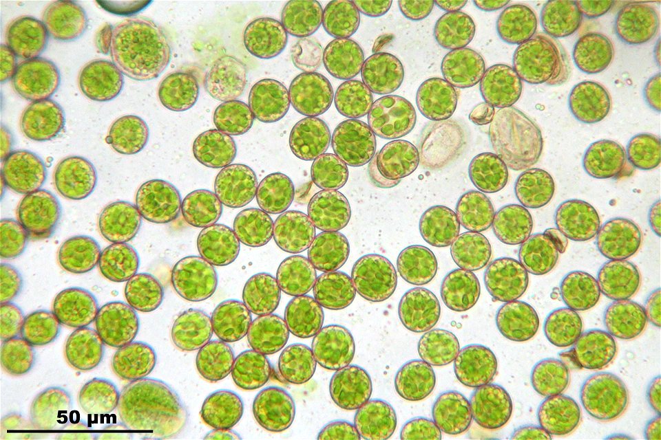 Rhynchostegium murale
