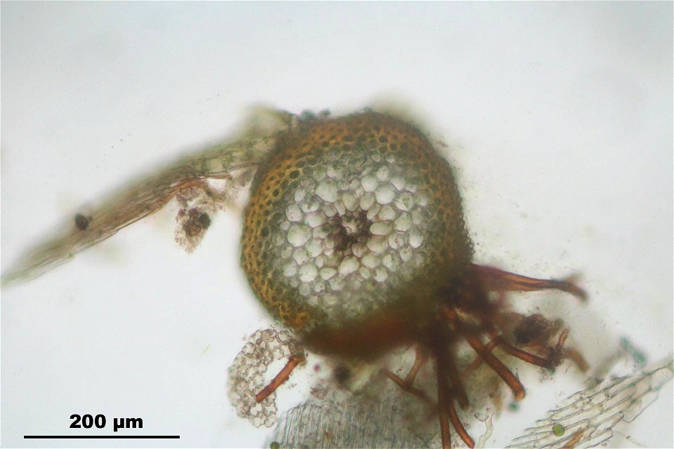 Rhynchostegium murale
