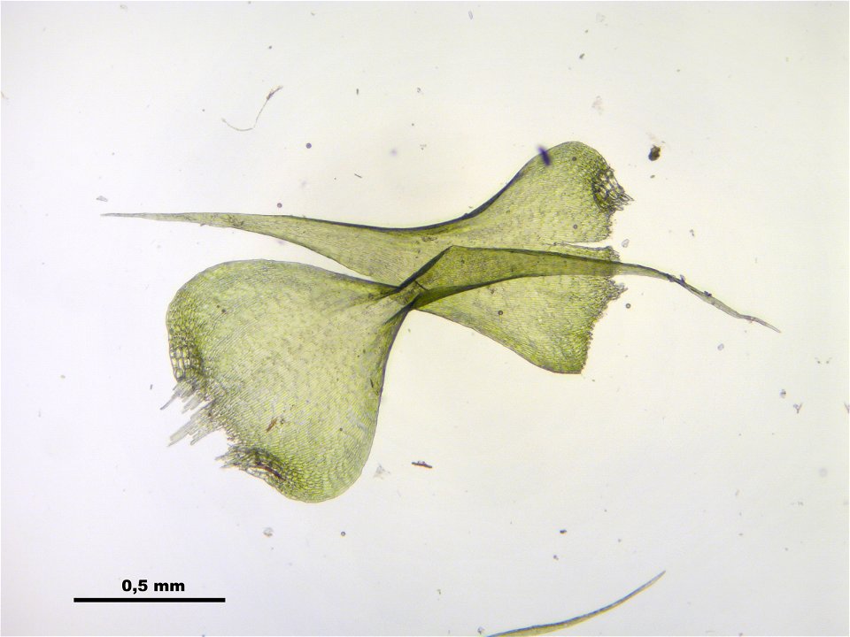 Campylium protensum