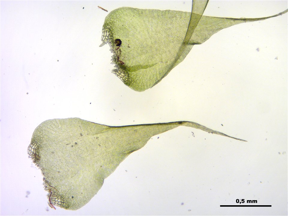 Campylium protensum