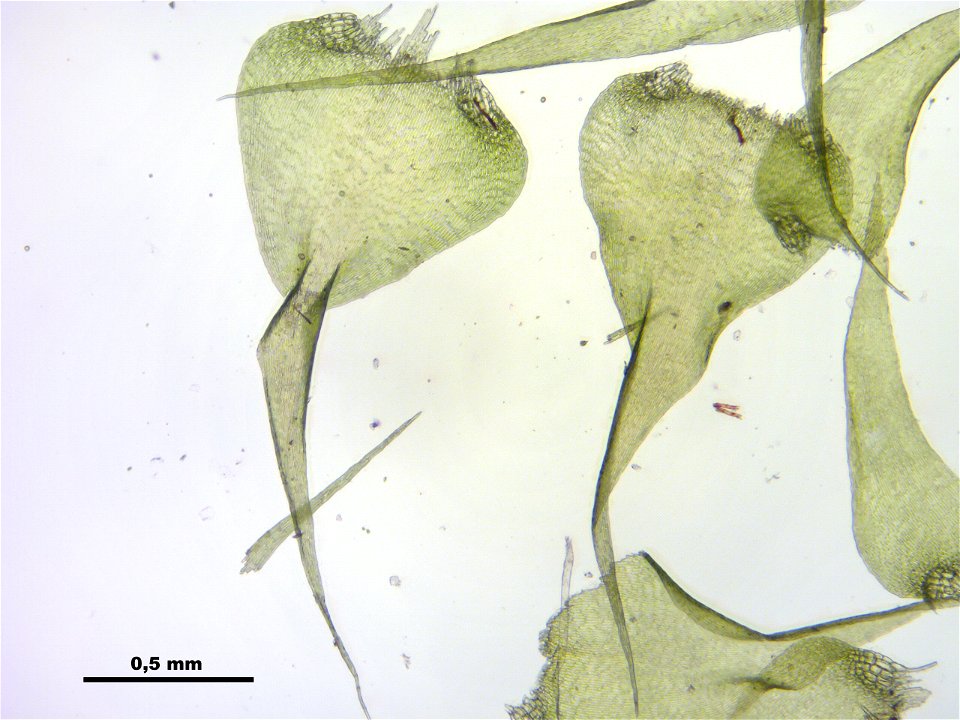 Campylium protensum