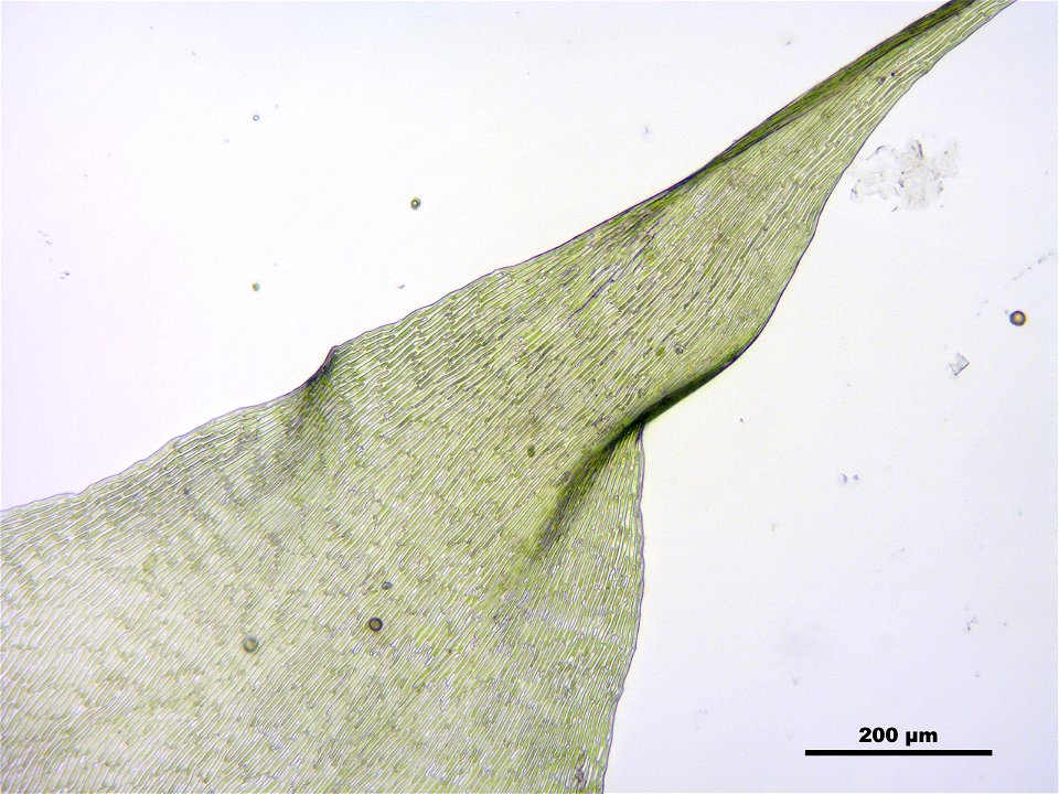 Campylium protensum