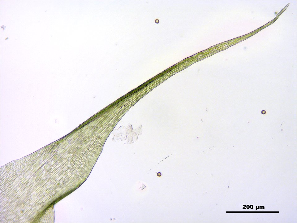 Campylium protensum