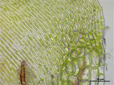 Campylium protensum