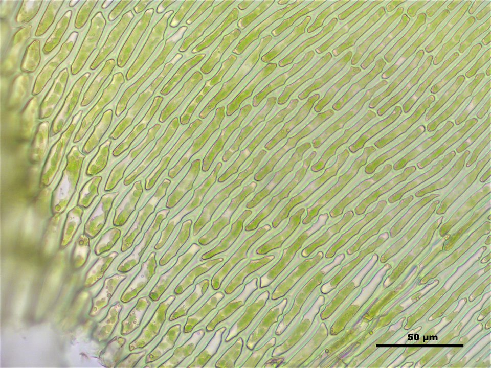 Campylium protensum