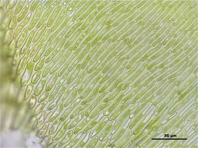 Campylium protensum