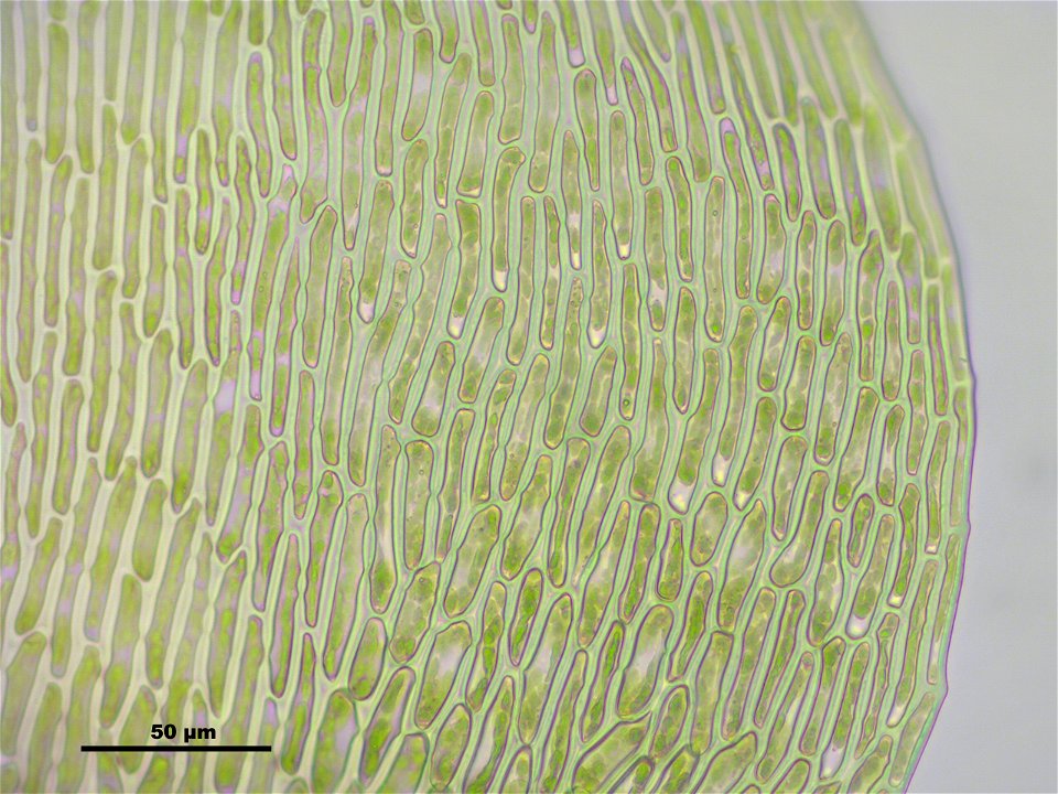 Campylium protensum