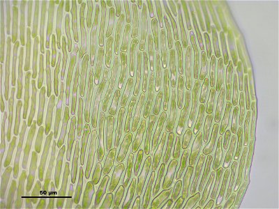 Campylium protensum
